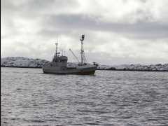 Cod Fishing33